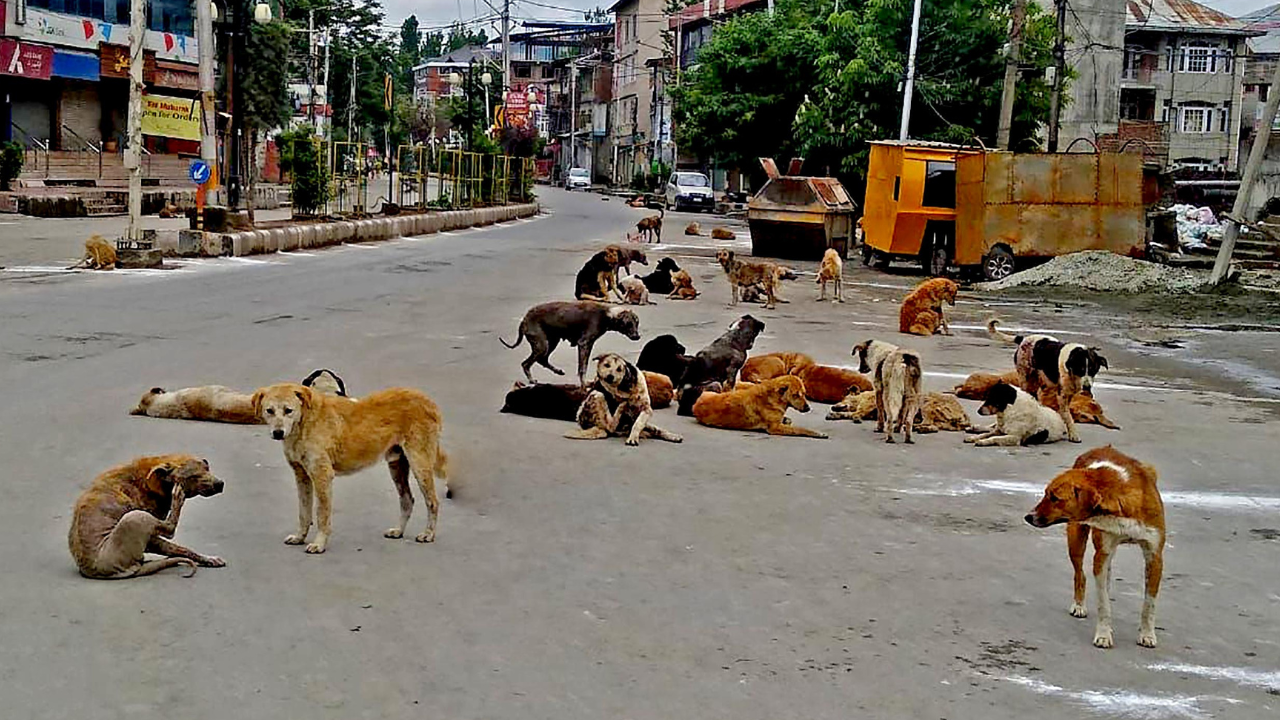 Centre proposes new rules to control population of street dogs | India News  - Times of India