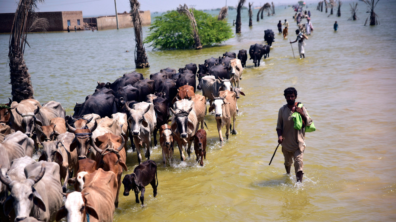 Victims of flooding from monsoon rains walk with their cattle after their flooded home in Sehwan, Sindh province, Pakistan (AP)