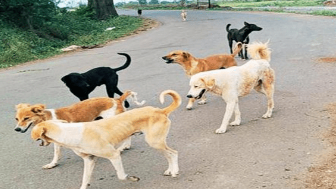 Stray dog population rises despite sterilisation in Gujarat's larger cities  | Vadodara News - Times of India