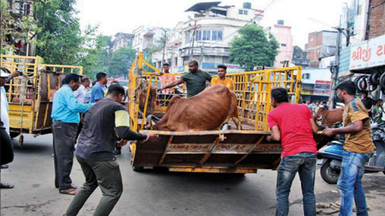 Cattle impounding drive in Vadodara city on Wednesday