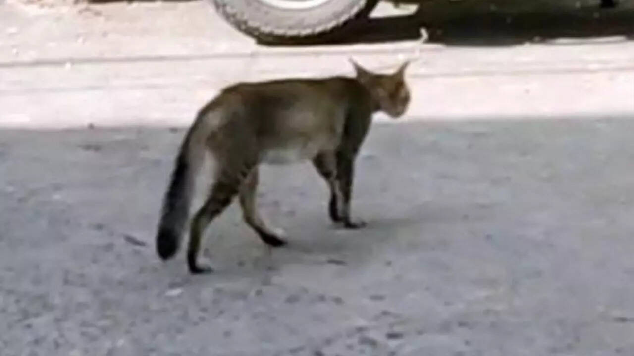 A Stray Cat Scratched My Dog