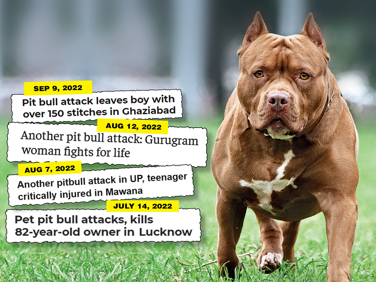 Increase in pit bull attacks, experts say 'stop illegal breeding ...