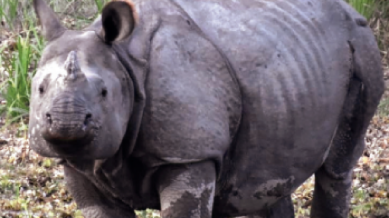 State’s 1st Rhino Action Plan to create third rhino enclosure in Katarniaghat wildlife sanctuary