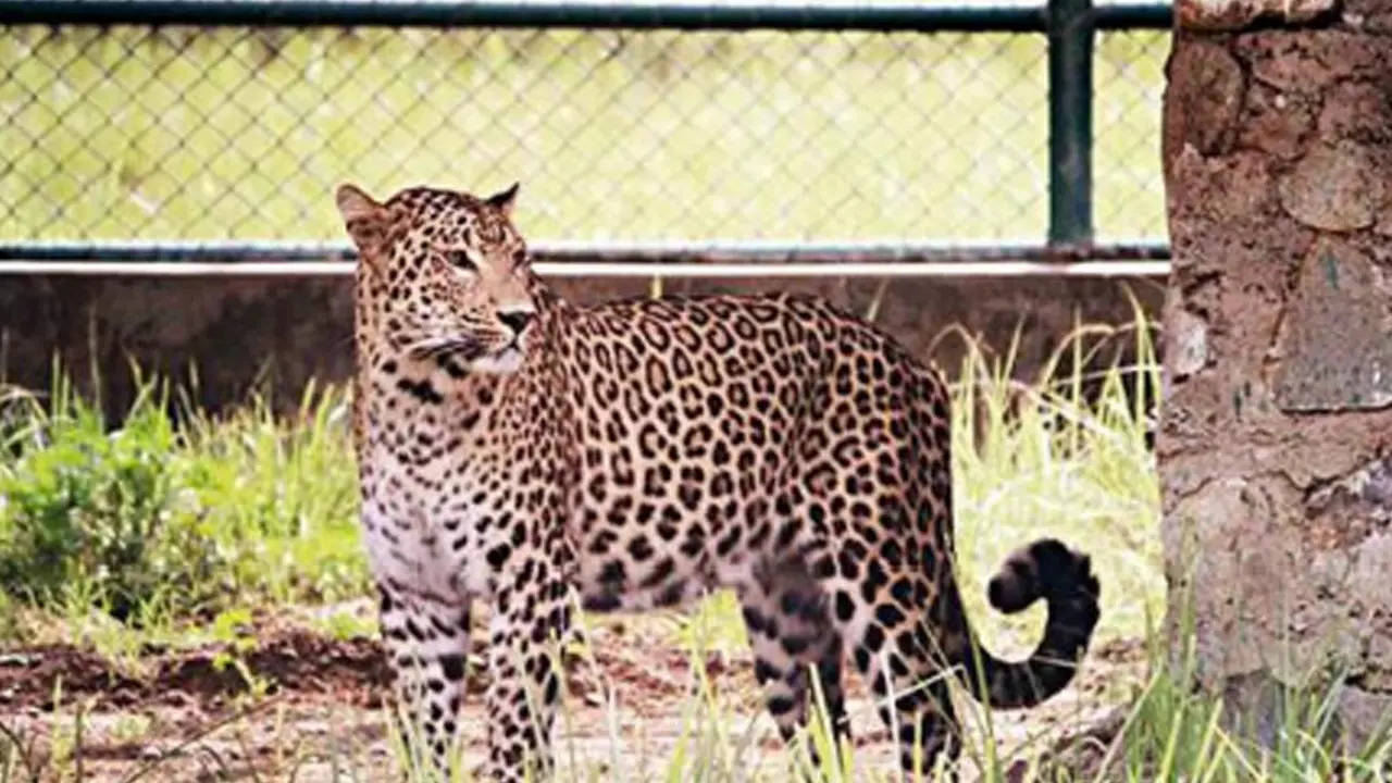 Leopard in Gurgaon: High alert in DLF-5 over leopard sighting ...