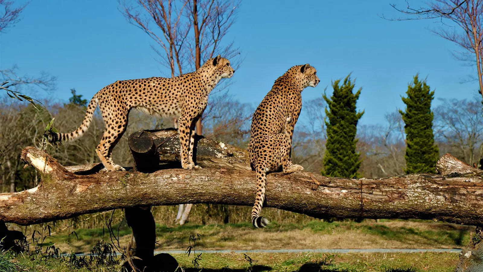 Why it took 75 years & 6 leopards to bring cheetah home | India News - Times of India Why it took 75 years & 6 leopards to bring cheetah home | India News - Times of India
