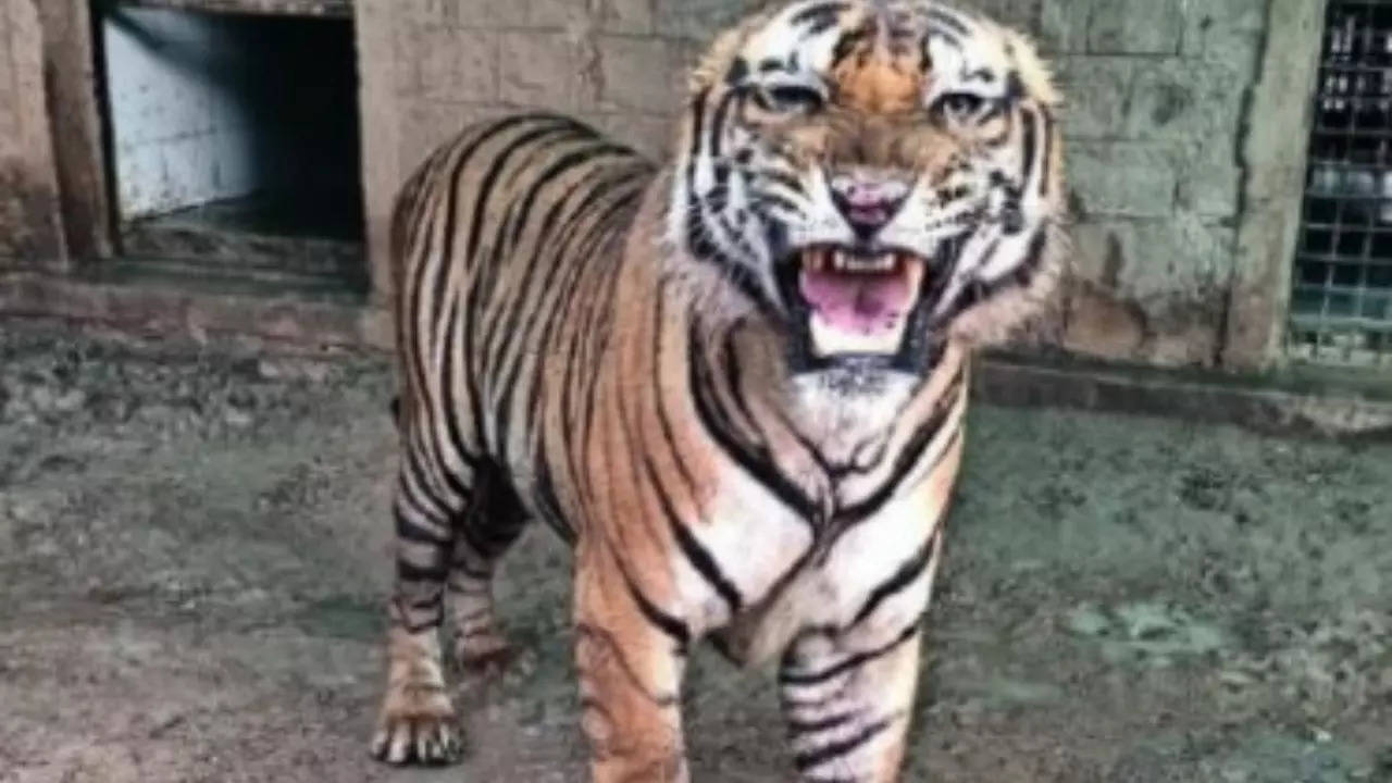 Bhopal zoo tigers know your taste | Bhopal News - Times of India