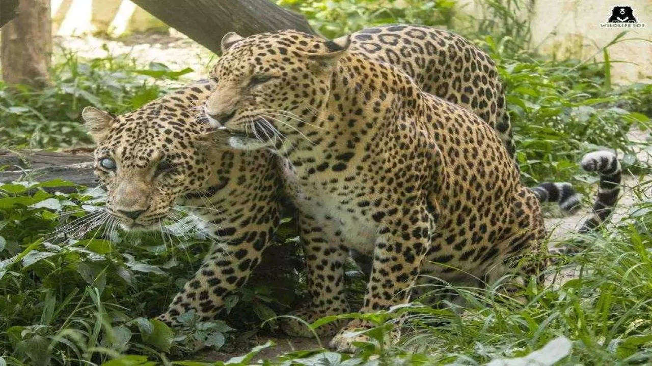 leopards