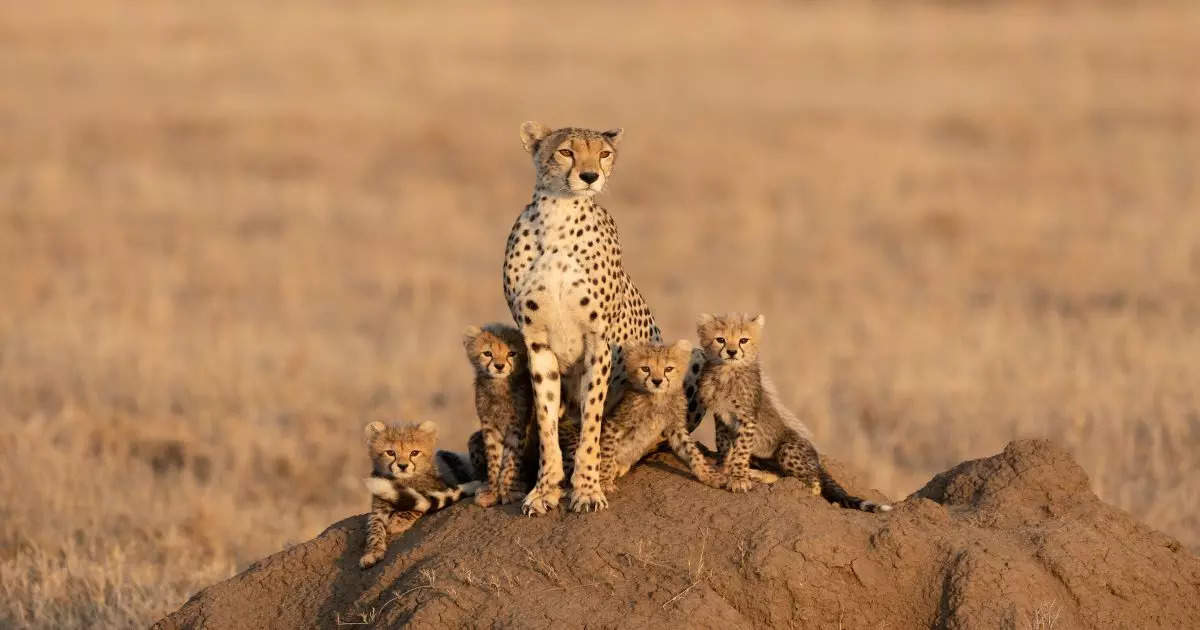 A Brief Timeline Of India’s Cheetahs: From Extinction To Re ...