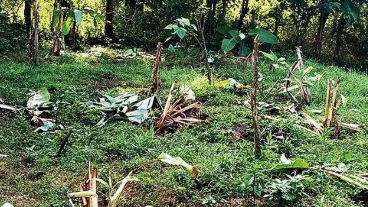 A banana plantation destroyed by the tusker