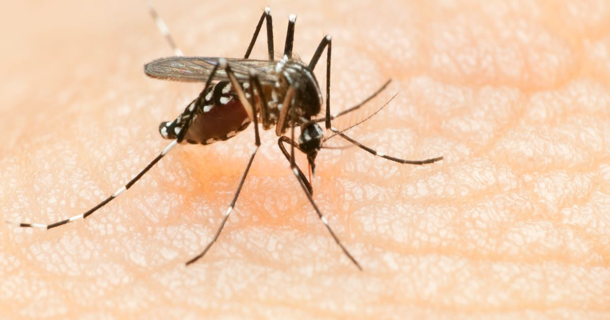 Delhi est témoin d’une énorme augmentation des cas de dengue ;  connaître les conseils de prévention de base que chaque famille indienne doit suivre