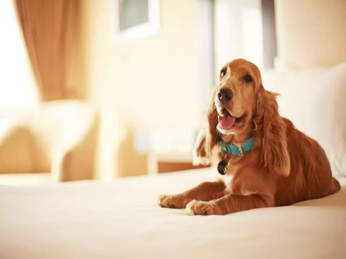 Stays for you and your pets to enjoy a holiday – together!