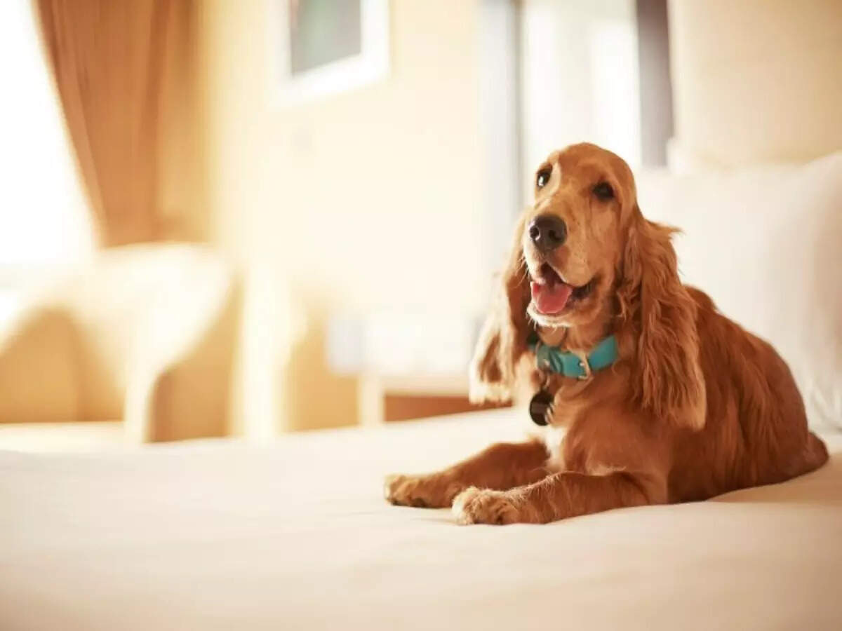 Stays for you and your pets to enjoy a holiday &ndash; together!