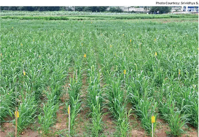 A FIELD EXPERIMENT: As climate change necessitates a turn to ancient grains, scientists at ICAR-IIMR research hardy foxtail millet varieties on a testing plot. Photo courtesy: Photo Courtesy: Srividhya S