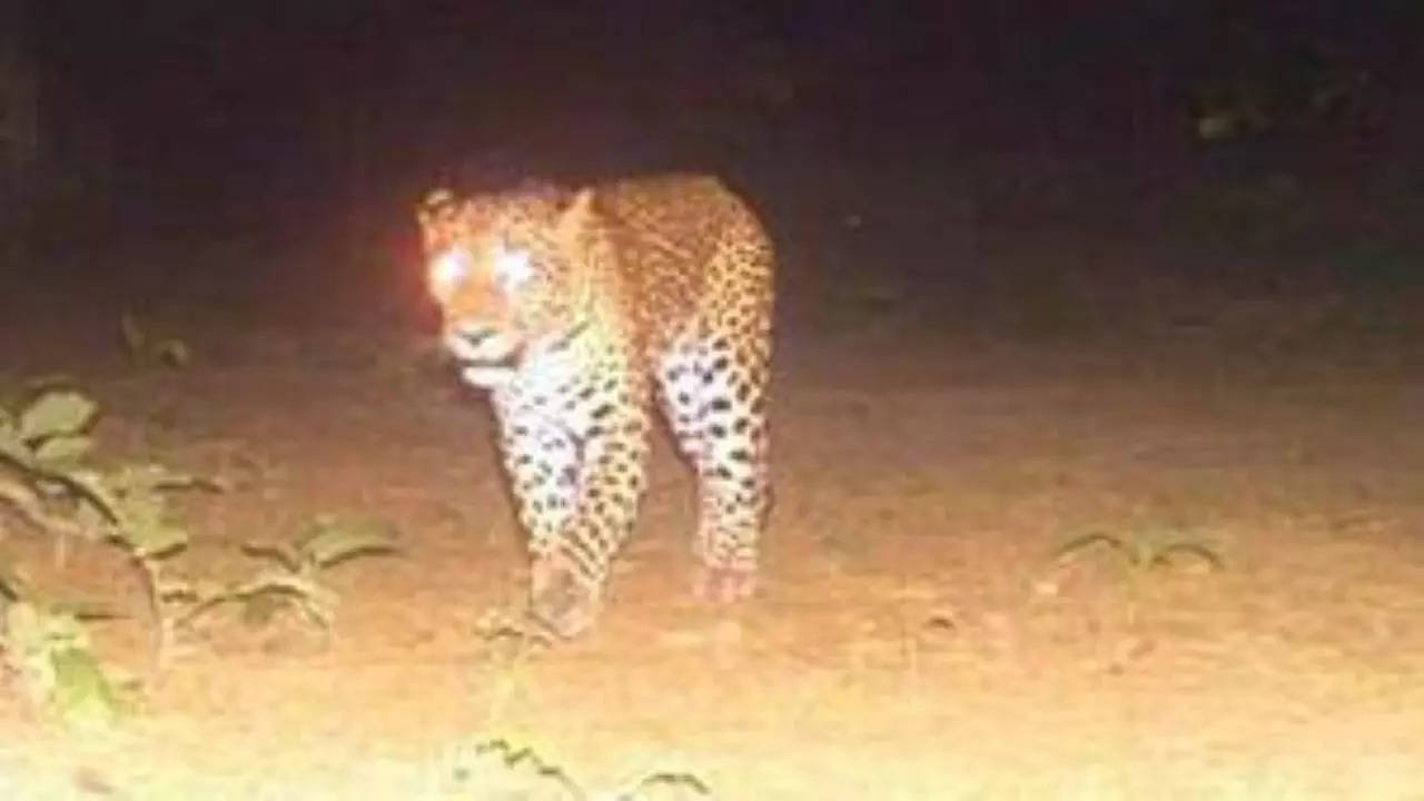 Leopard was sighted in Gonda