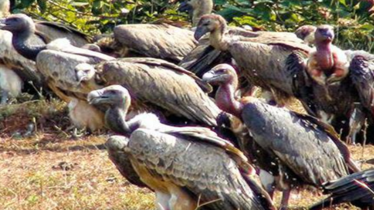 Vultures are critically endangered species as per the IUCN list and there are around 800 individuals in Gujarat out of that around 80-100 found in Mahuva