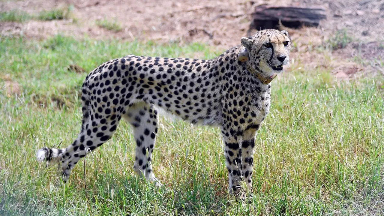 One of the recently released Namibian cheetahs in MP's Kuno National Park. (Reuters photo)