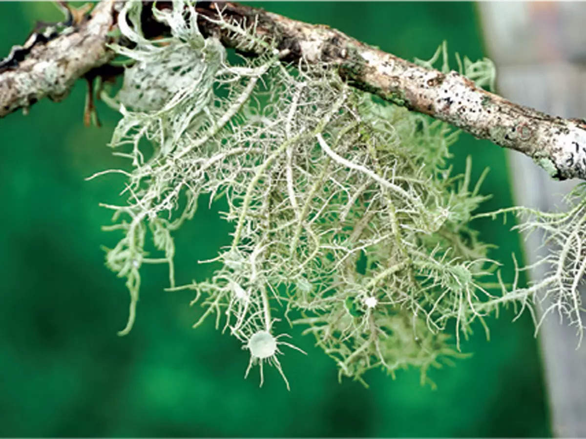 Reindeer lichens are having more sex than exp