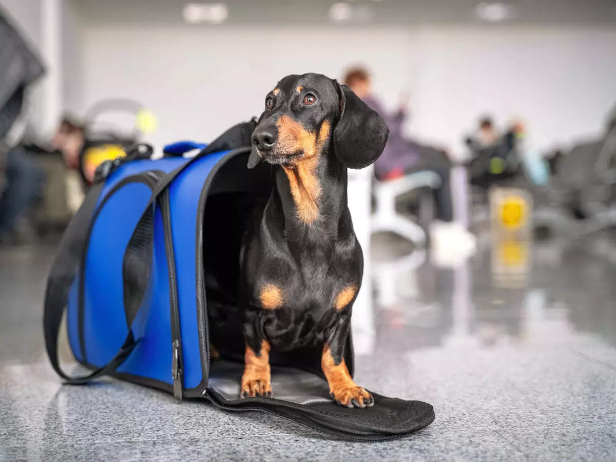 This airline will now allow pets in cabin and cargo hold