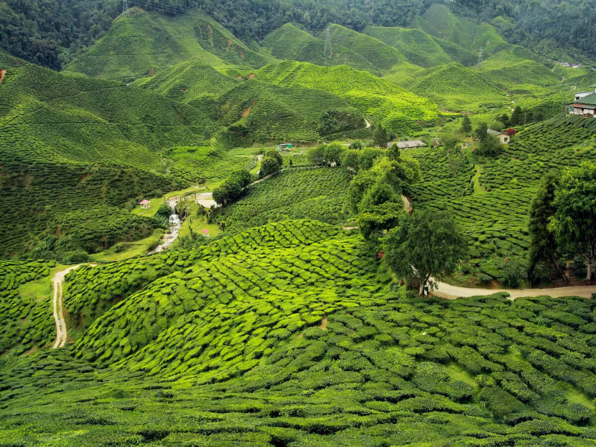 Check-in! Budget homestays in Munnar for your hill holidays
