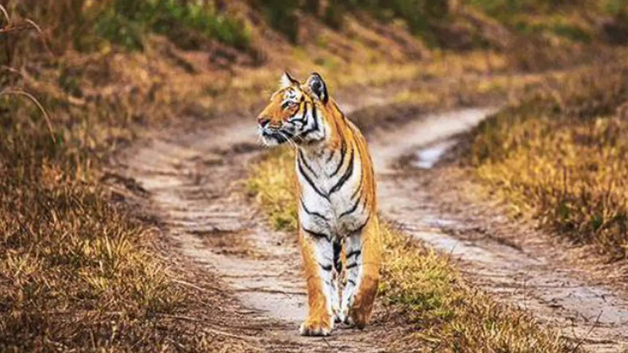 tiger eating man alive