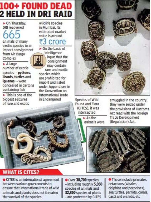 Mumbai: Pythons in parcel of over 600 exotic animals from Malaysia | Mumbai News - Times of India Mumbai: Pythons in parcel of over 600 exotic animals from Malaysia | Mumbai News - Times of India