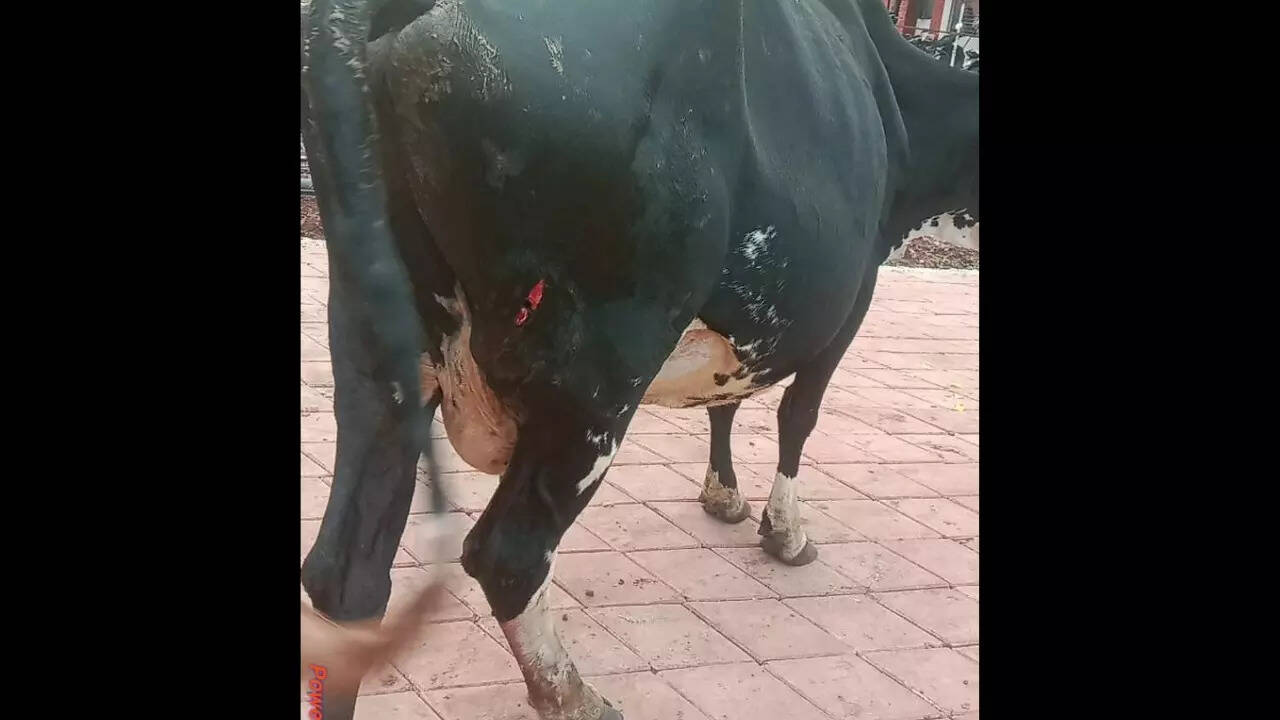 Bhopal: Tiger attacks cow on MANIT campus, caught on camera again | Bhopal News - Times of India Bhopal: Tiger attacks cow on MANIT campus, caught on camera again | Bhopal News - Times of India