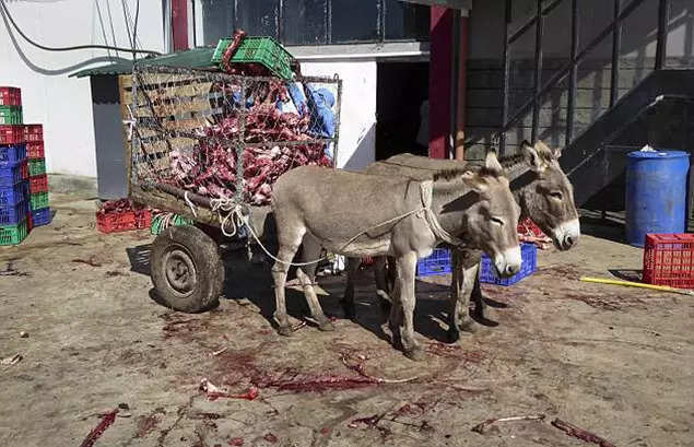 Burdened beast: India's donkeys are disappearing; here is why