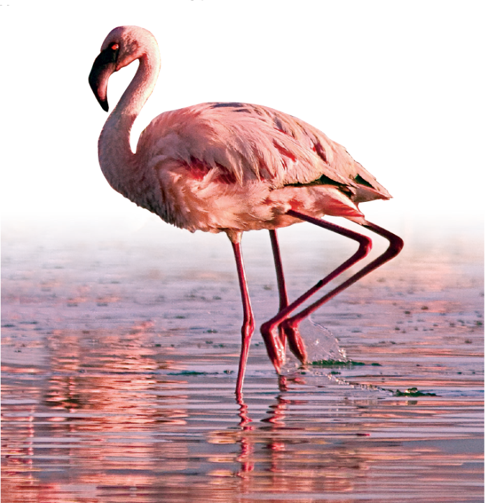 Full article: A fragile future for pink birds: habitat suitability models predict a high impact of climate change on the future distribution of flamingos
