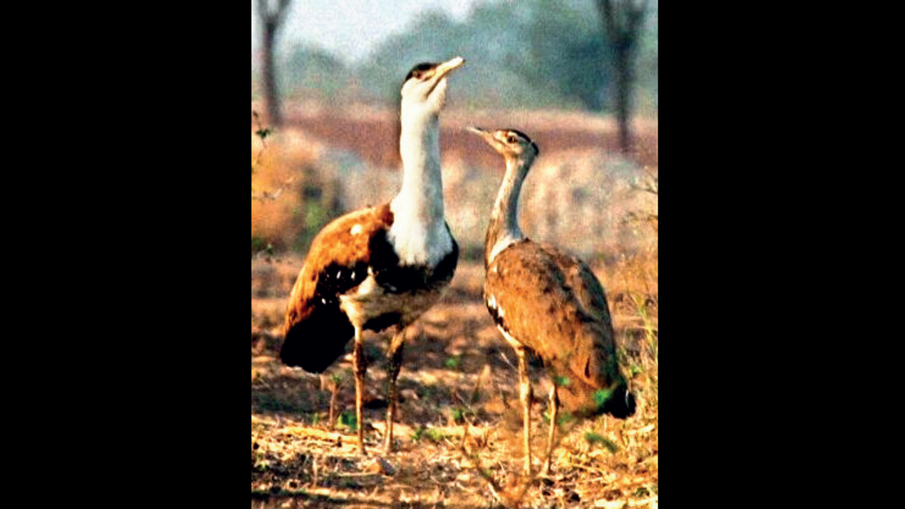 Officials said that during the meeting it was also instructed that wherever there is a need for a male Great Indian Bustard (GIB), it must be translocated