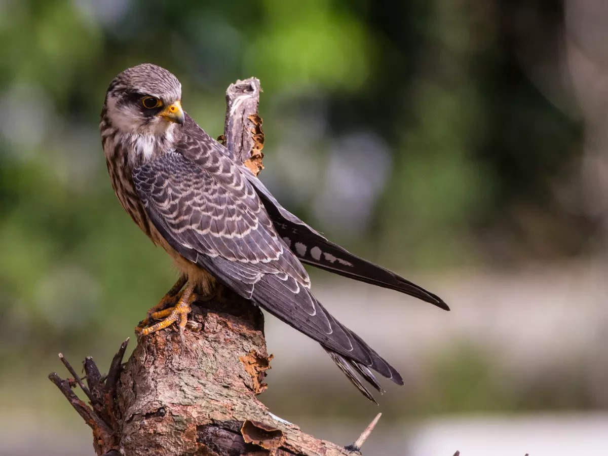 Witness the annual Amur falcon migration in Nagaland, Manipur and Assam