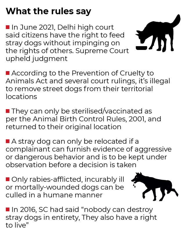 Here's how Delhi can stop fighting over stray dogs | India News - Times of  India