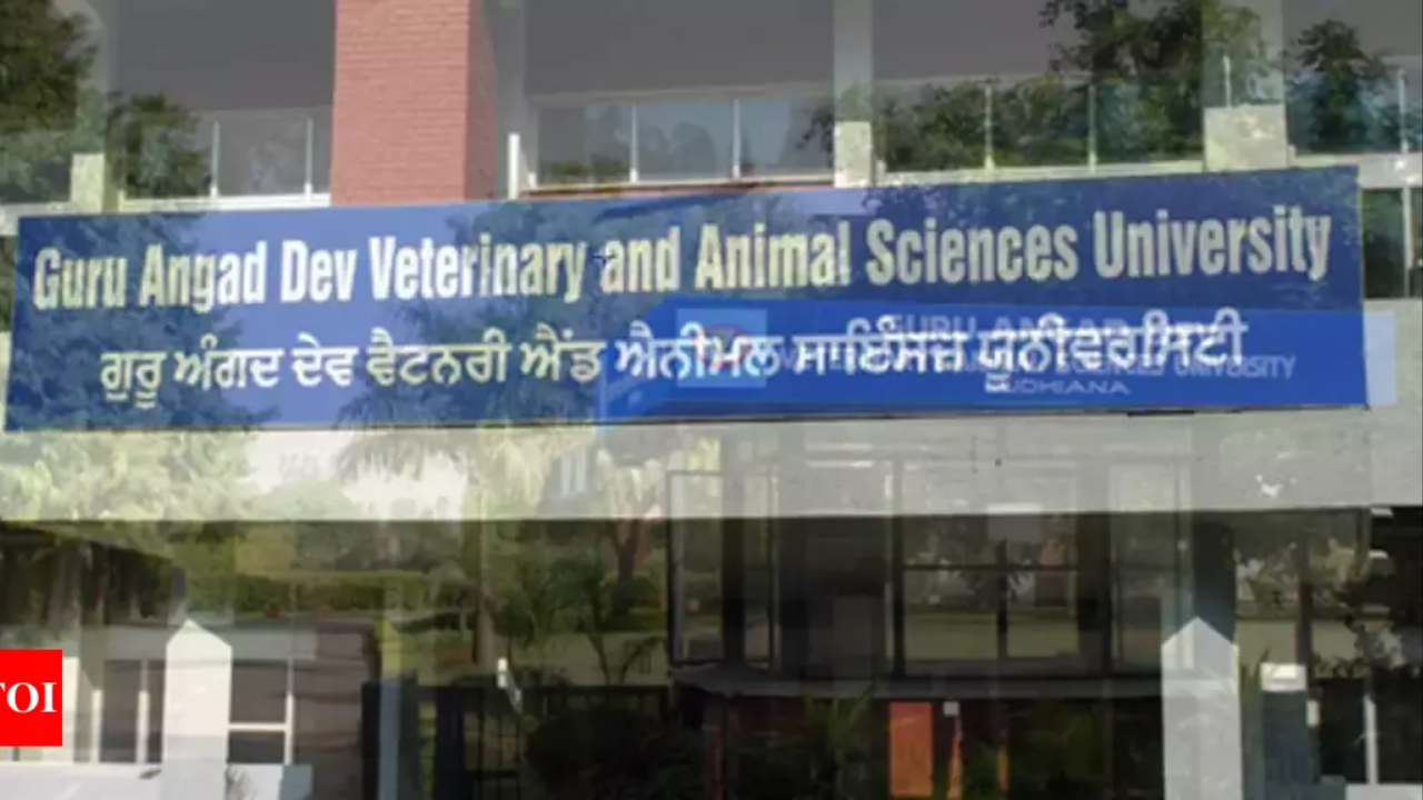 24x7 facility at Gadvasu for injured pets, birds | Ludhiana News - Times of India 24x7 facility at Gadvasu for injured pets, birds | Ludhiana News - Times of India