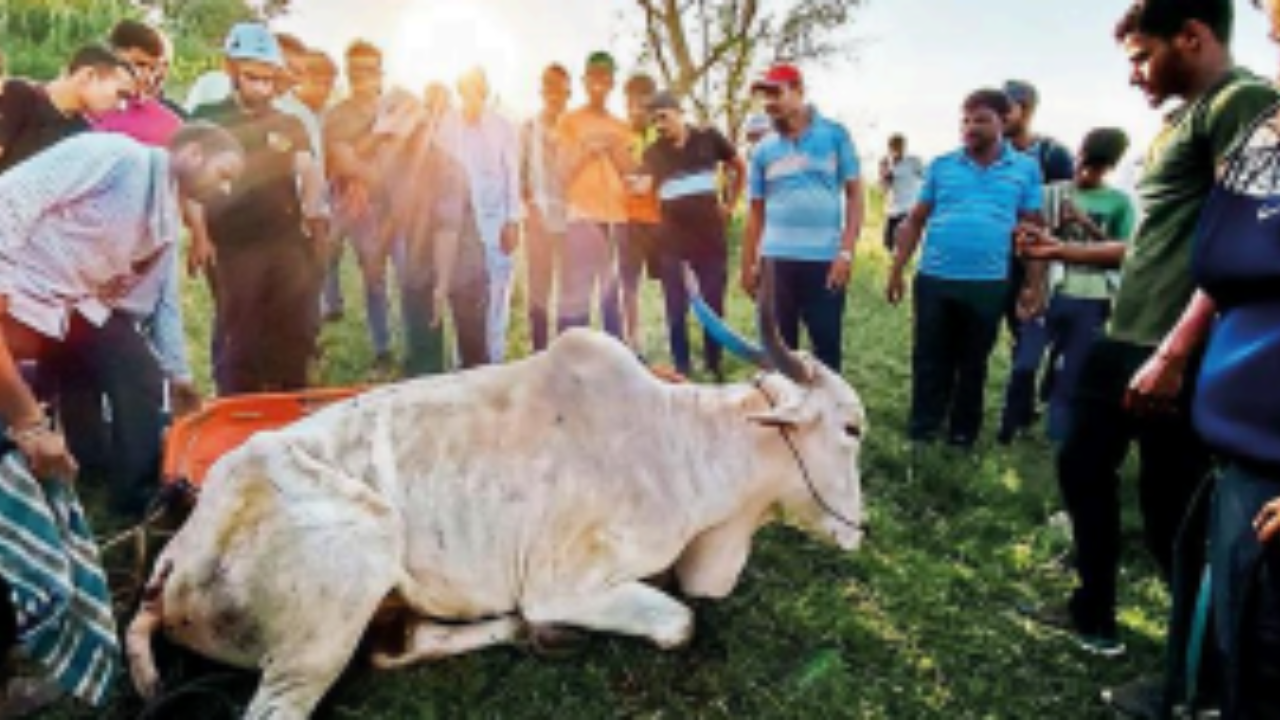 A team of volunteers from an NGO, and villagers use a stretcher to pull out the bull weighing about 550kg at Dapode 