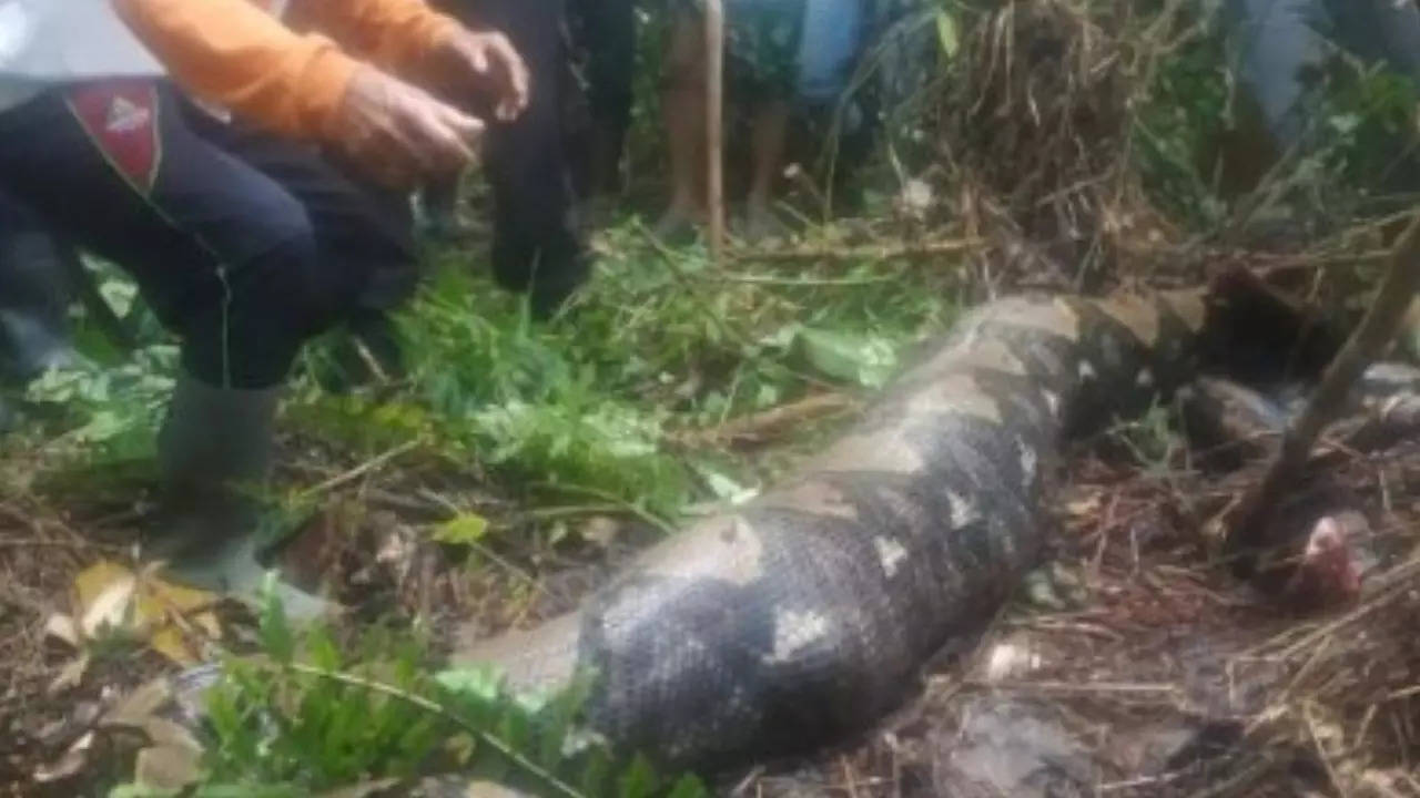 Indonesia Python Eats Woman: Indonesian woman swallowed alive by giant  python, locals cut-open snake to get her remains | - Times of India