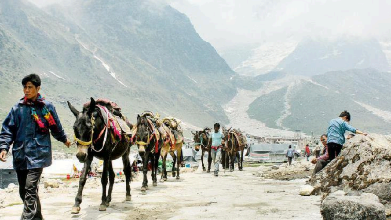Uttarakhand: In bumper Kedarnath yatra, mules rake in whopping Rs 101 crore, while choppers earn Rs 75 crore | Dehradun News - Times of India