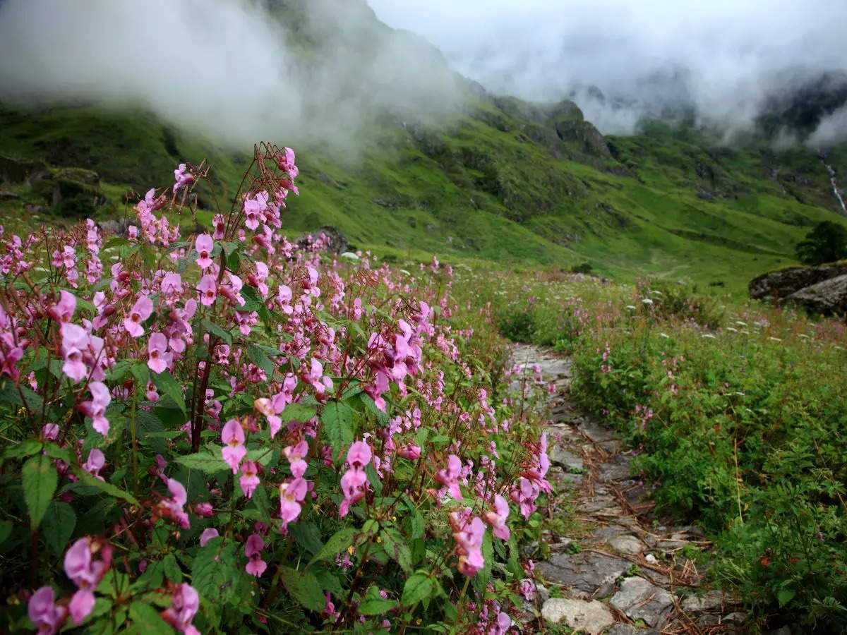 Uttarakhand: Experts call for cap on number of visitors visiting Valley of Flowers