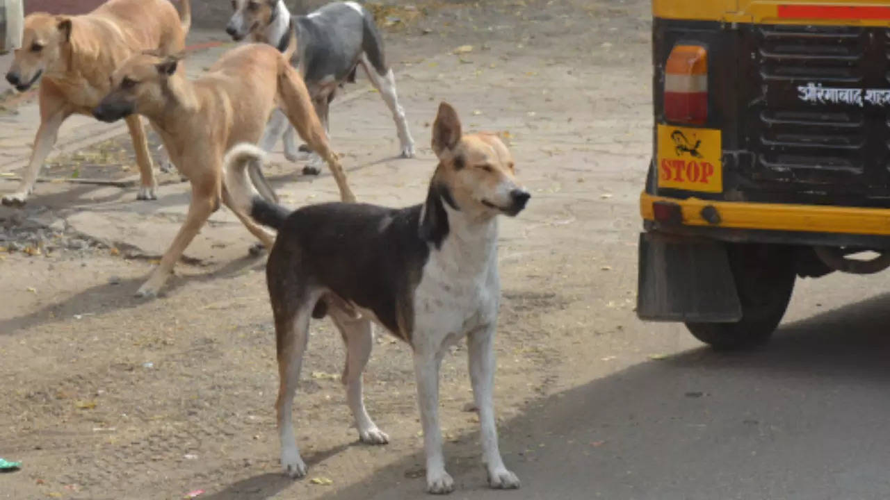 how to house train a feral dog