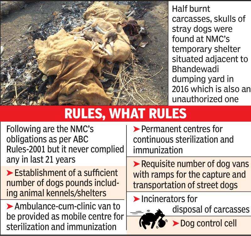 1L stray dogs, no authorized shelter, but NMC asks citizens to call its  helpline | Nagpur News - Times of India