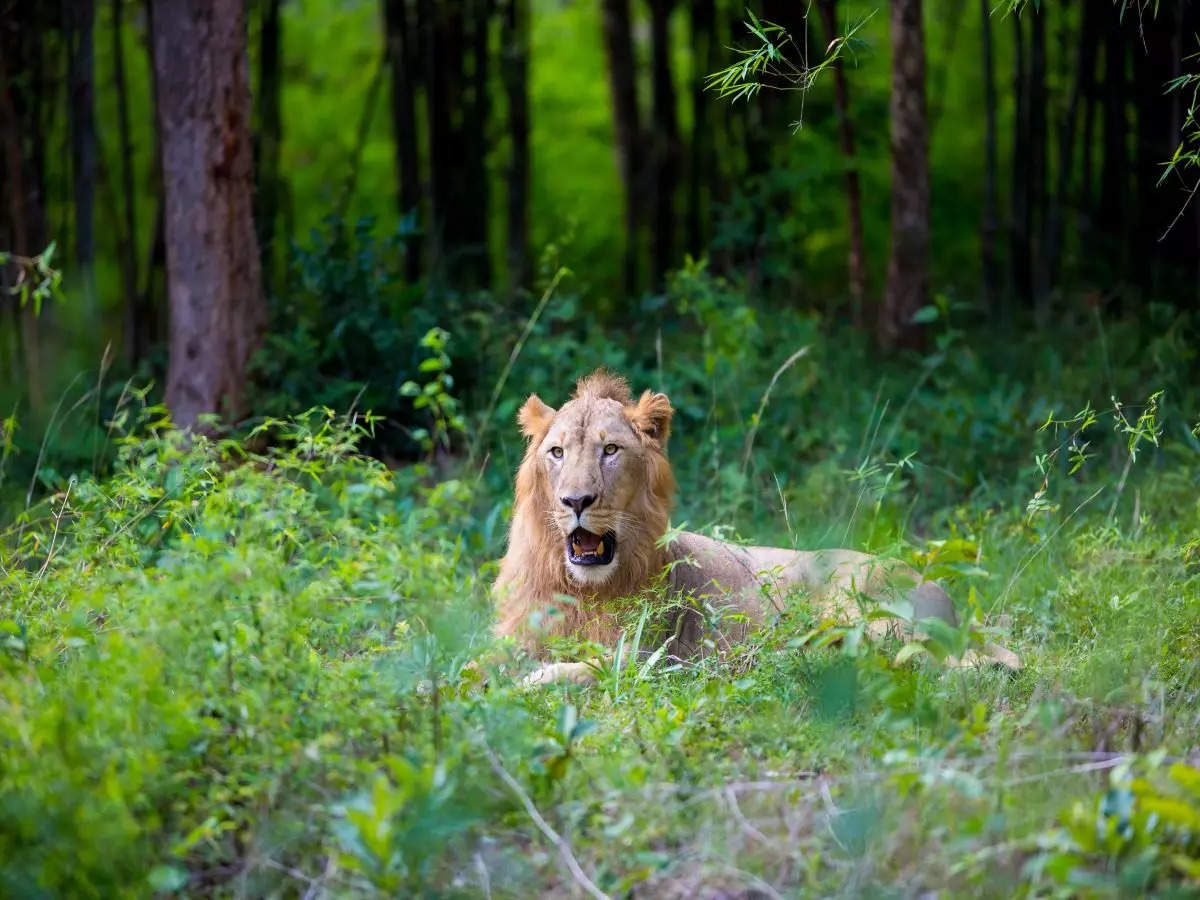 West Bengal to soon launch the state’s first lion safari