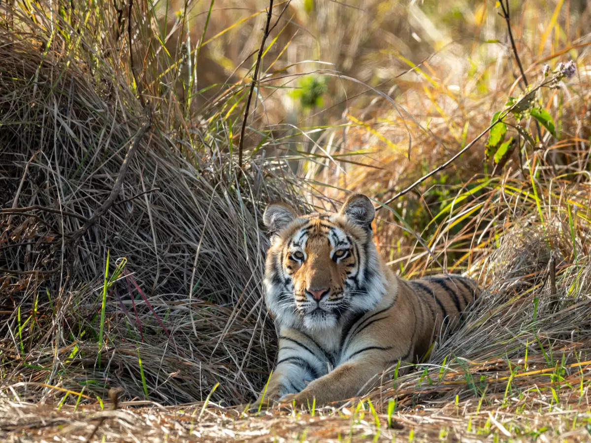 Soon, experience tribal tourism in Dudhwa Tiger Reserve