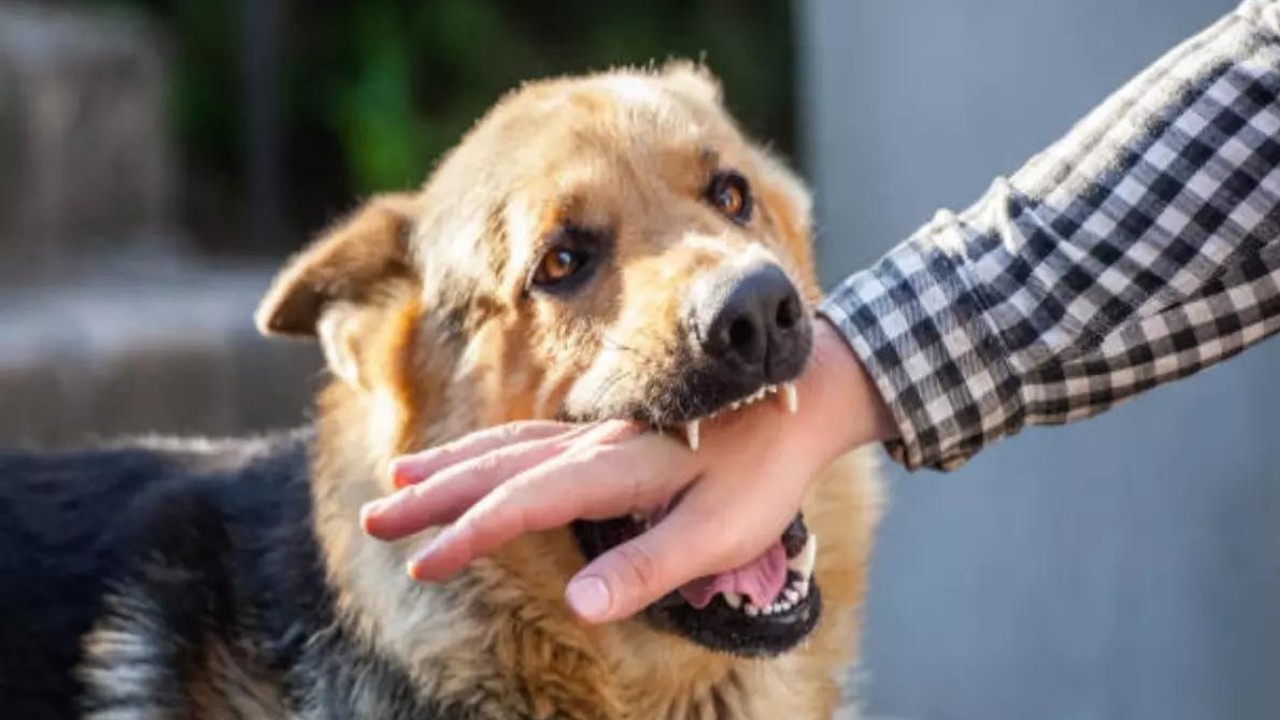 In case of a dog-related incident, the Authority may impose a fine of Rs 10,000 on the accused from March 1, 2023 (Image used for representational purpose)