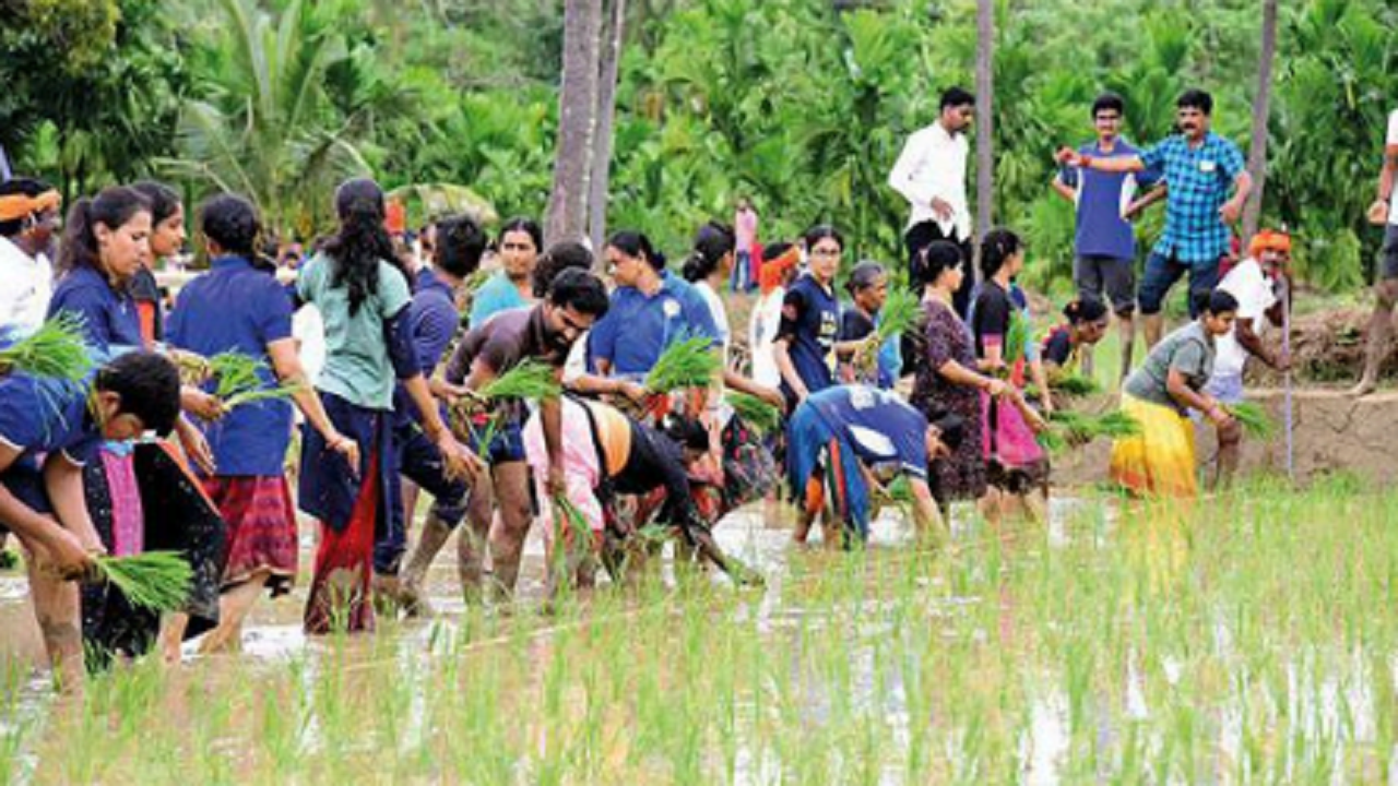 Volunteers on Sunday took part in the ‘Govigagi Mevu’ programme in Ujire, where a five acres of paddy field will be cultivated by NSS students of SDM College, Ujire