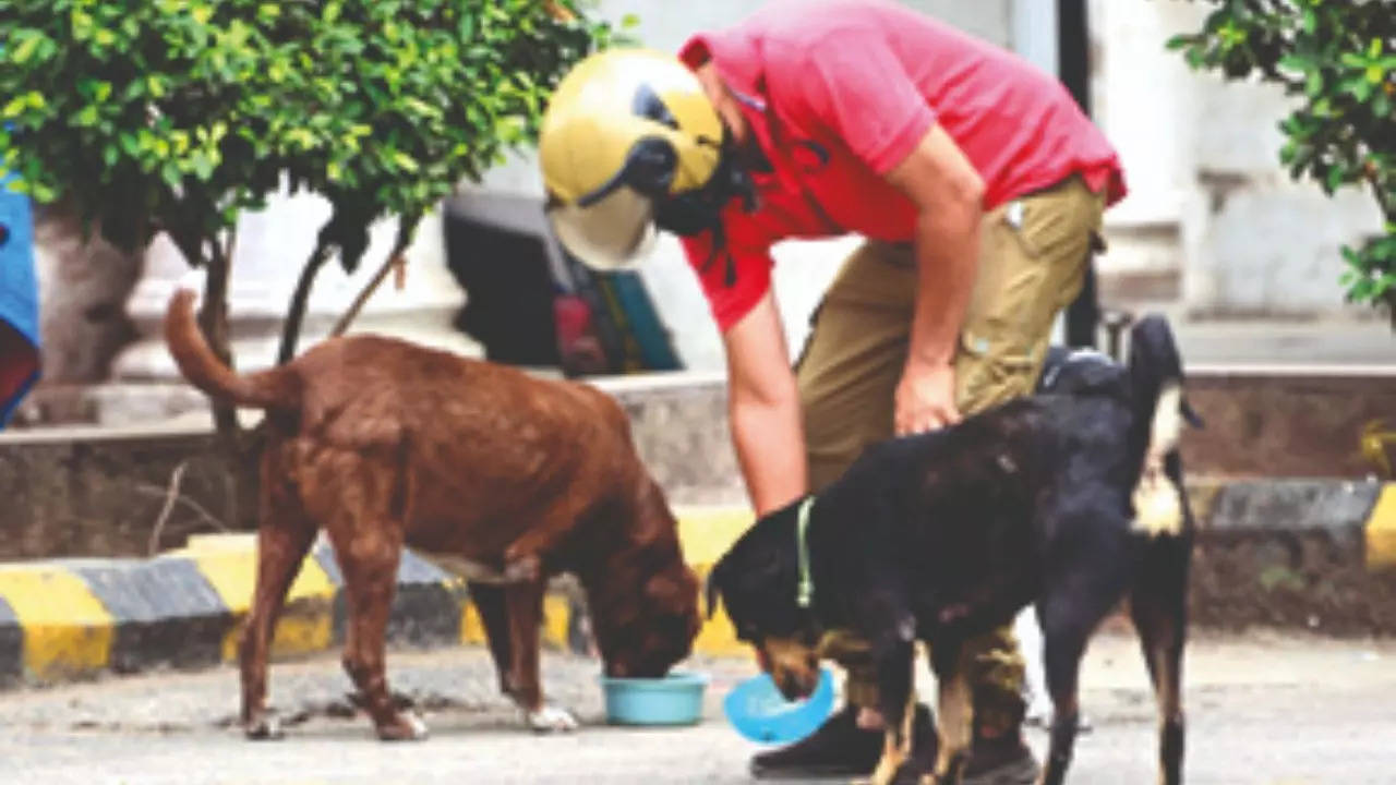 SC stays Bombay HC’s ‘adopt first, feed strays later’ order.