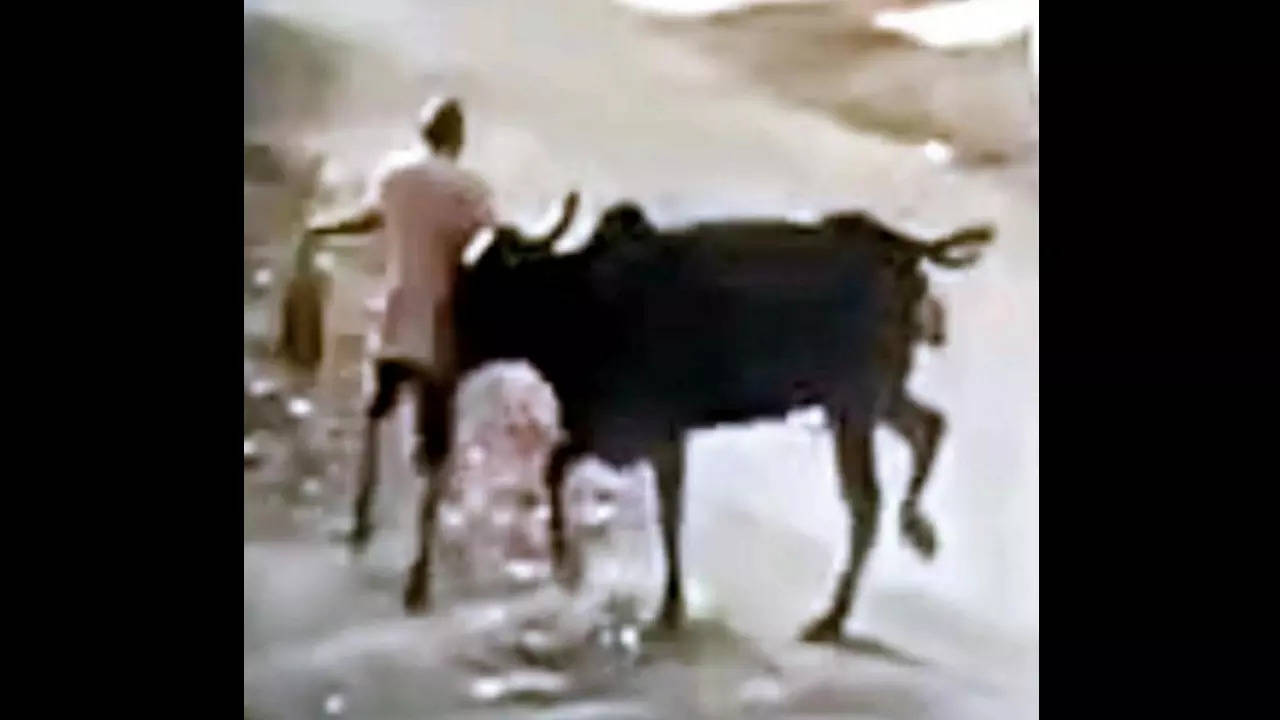 CCTV grab shows the cow attacking the man