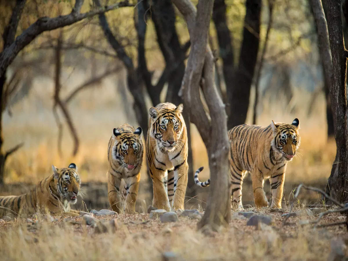 Best national parks in India for tiger sightings