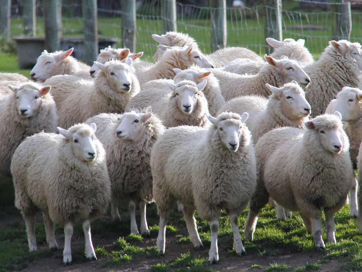 Bizarre: A massive flock of sheep has been walking in a ...