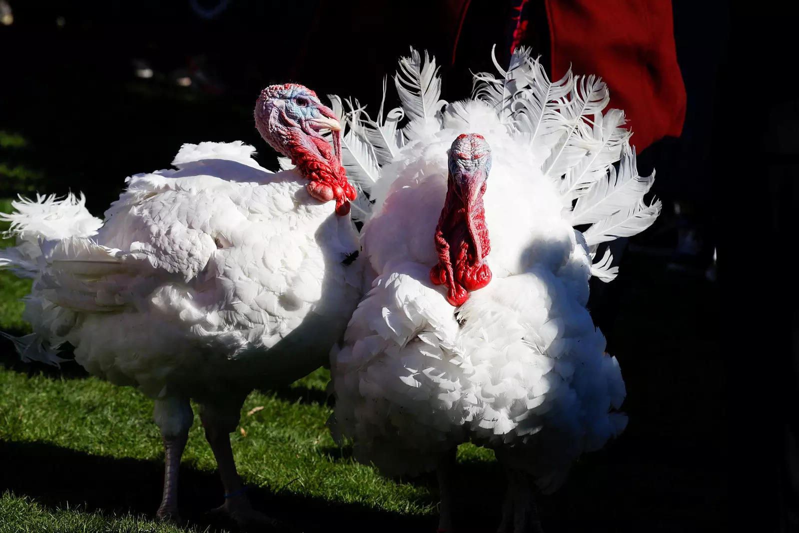 Chocolate and Chip, the National Thanksgiving Turkeys, stand on the South Lawn of the White House in Washington.
