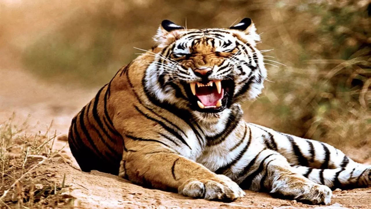 It appears like a sudden encounterbetween the man and the tiger, the tribal was killed but the tiger did not feed on him. It ran away into the Khanapur forest area —A Forest Officia
