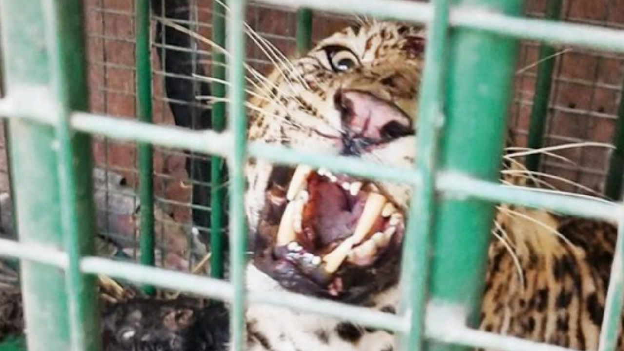 The big cat, aged around 8 years, was trapped in a cage at the farm on Monday