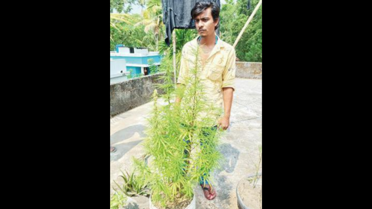 Sijo was growing nine ganja plants on the terrace of his house